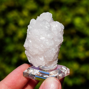 mangano calciet bulgarije