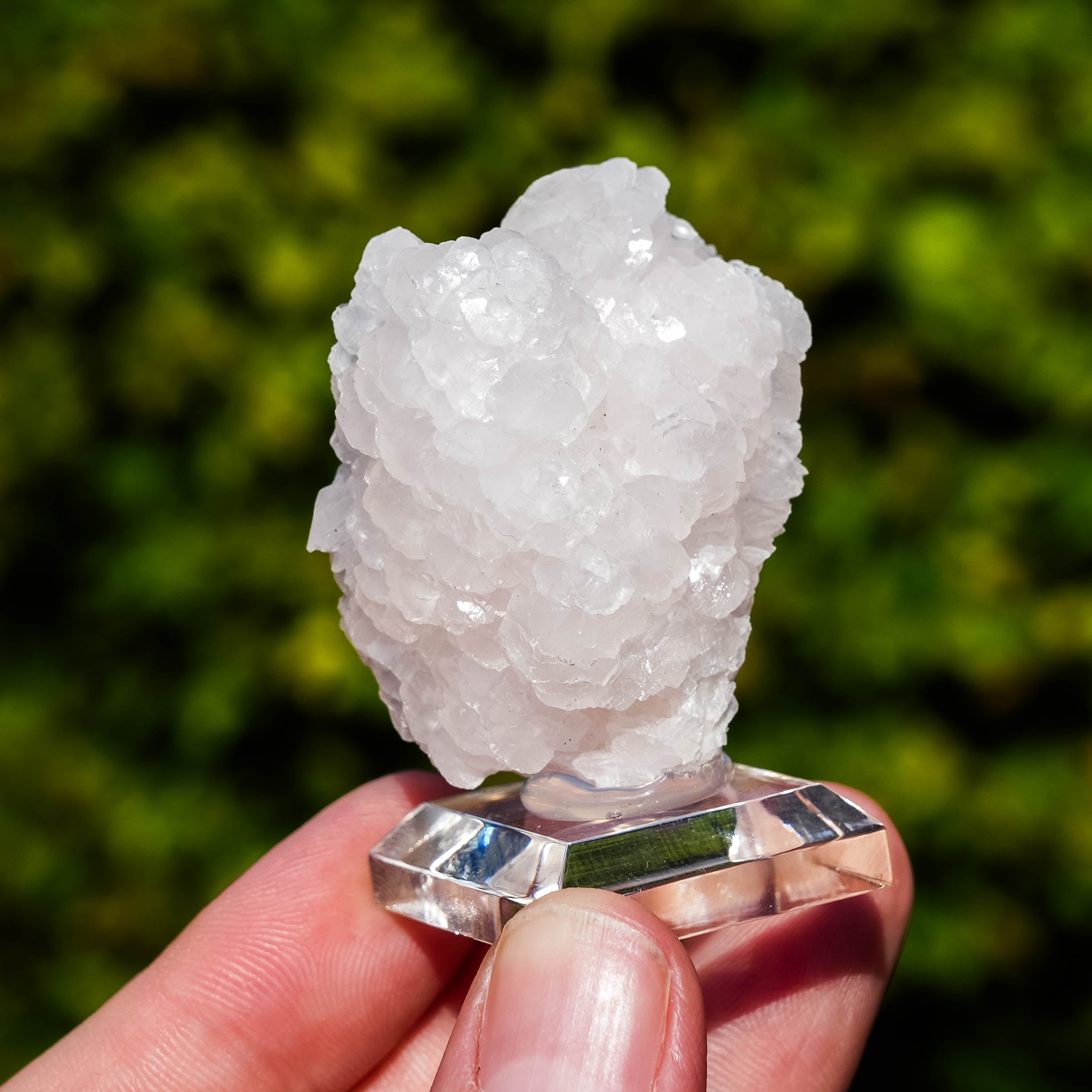 mangano calciet bulgarije
