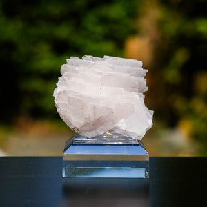 mangano calciet bulgarije