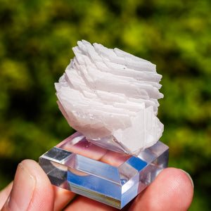 mangano calciet bulgarije