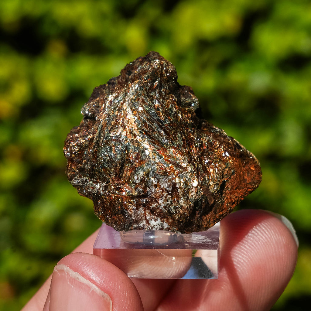 Astrofylliet kola rusland 