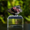 rhodochrosiet potosi mexico