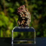 rhodochrosiet potosi mexico