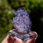 citrien cluster congo