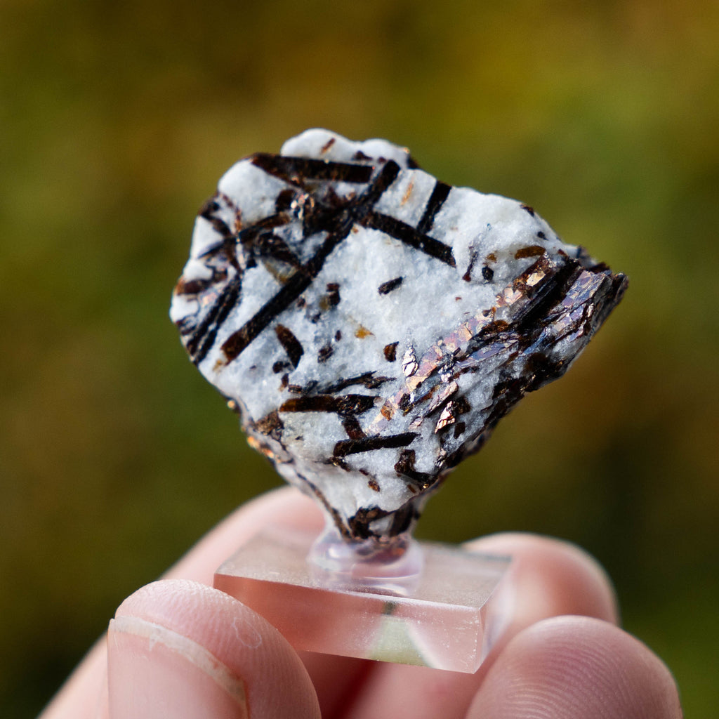 Astrofylliet kola rusland