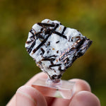 Astrofylliet kola rusland