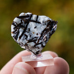 Astrofylliet kola rusland