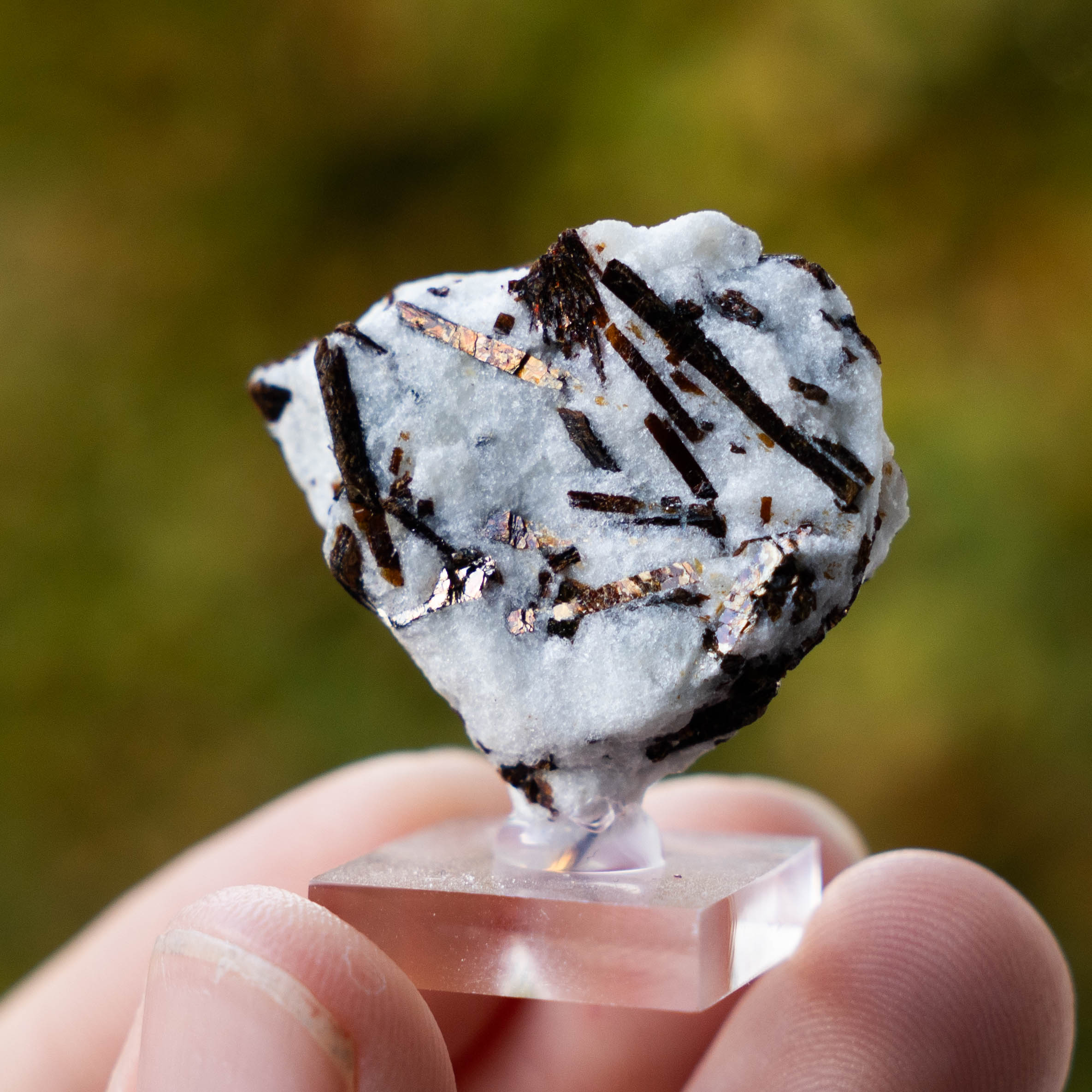 Astrofylliet kola rusland