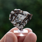 Astrofylliet kola rusland