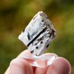 Astrofylliet kola rusland