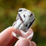 Astrofylliet kola rusland