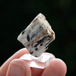 Astrofylliet kola rusland