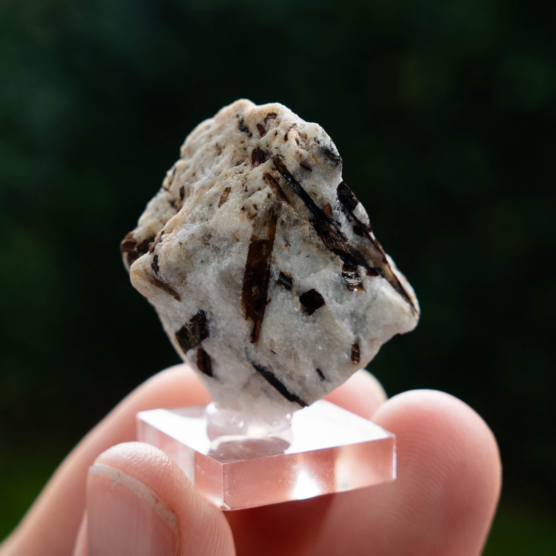 Astrofylliet kola rusland