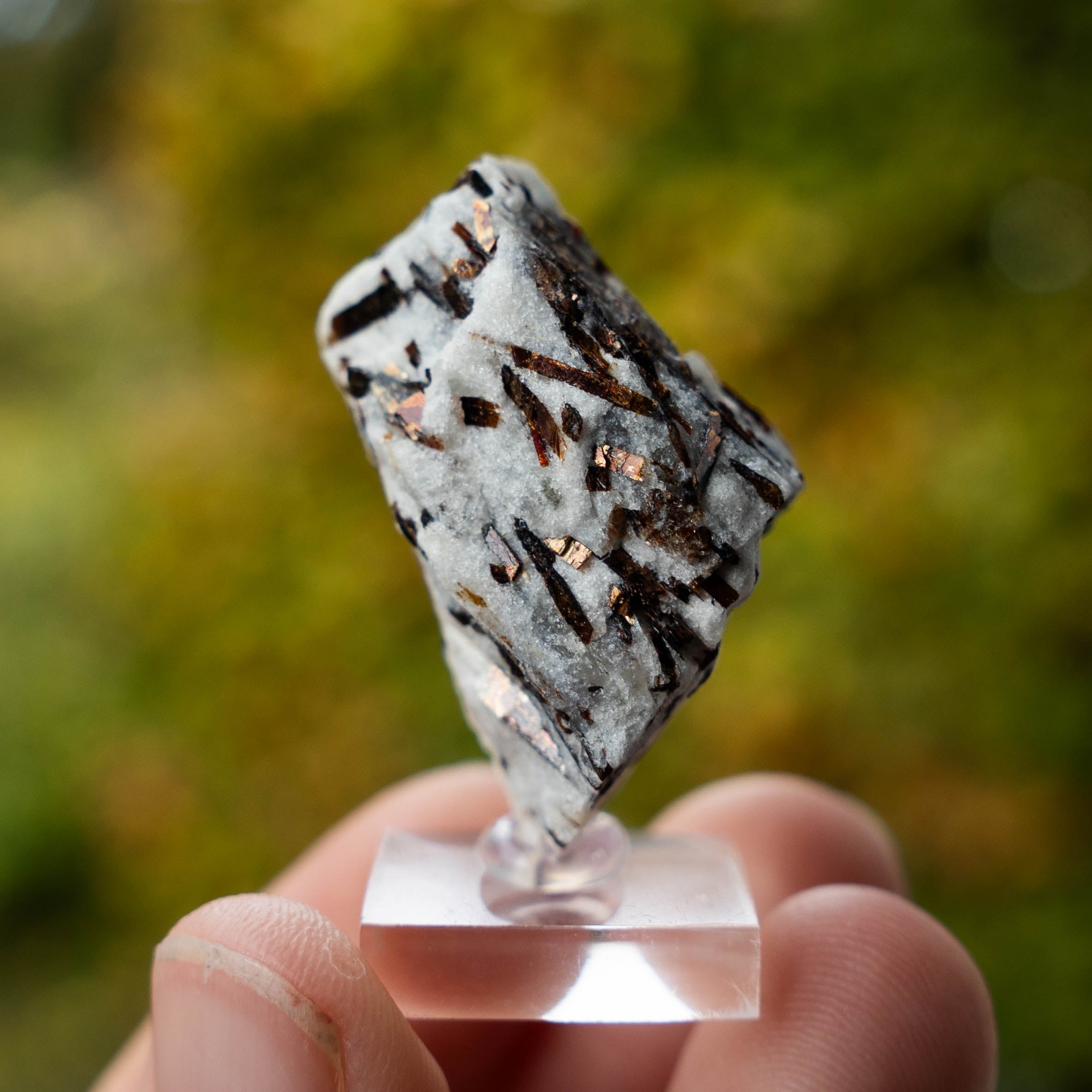 Astrofylliet kola rusland