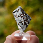 Astrofylliet kola rusland