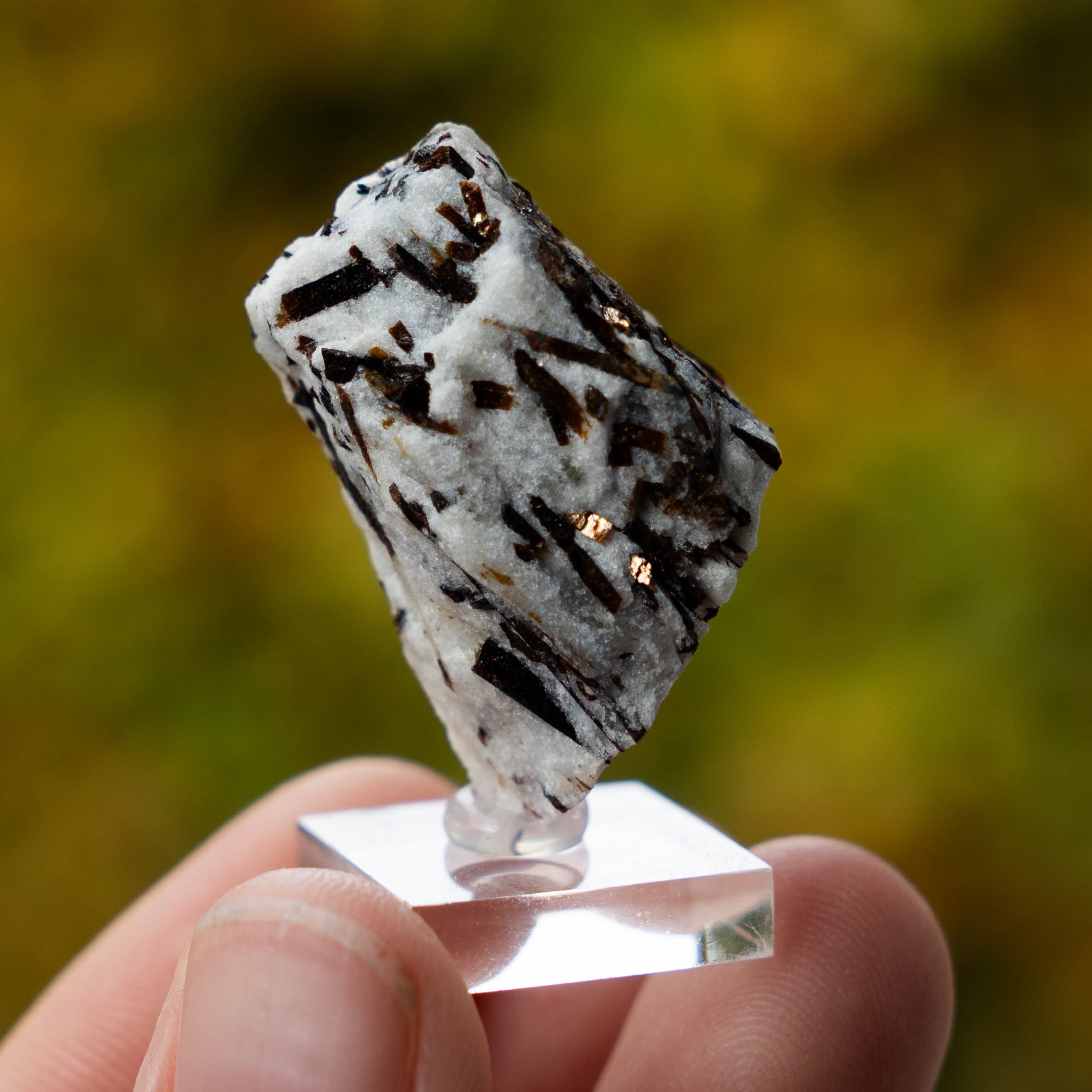 Astrofylliet kola rusland