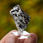 Astrofylliet kola rusland