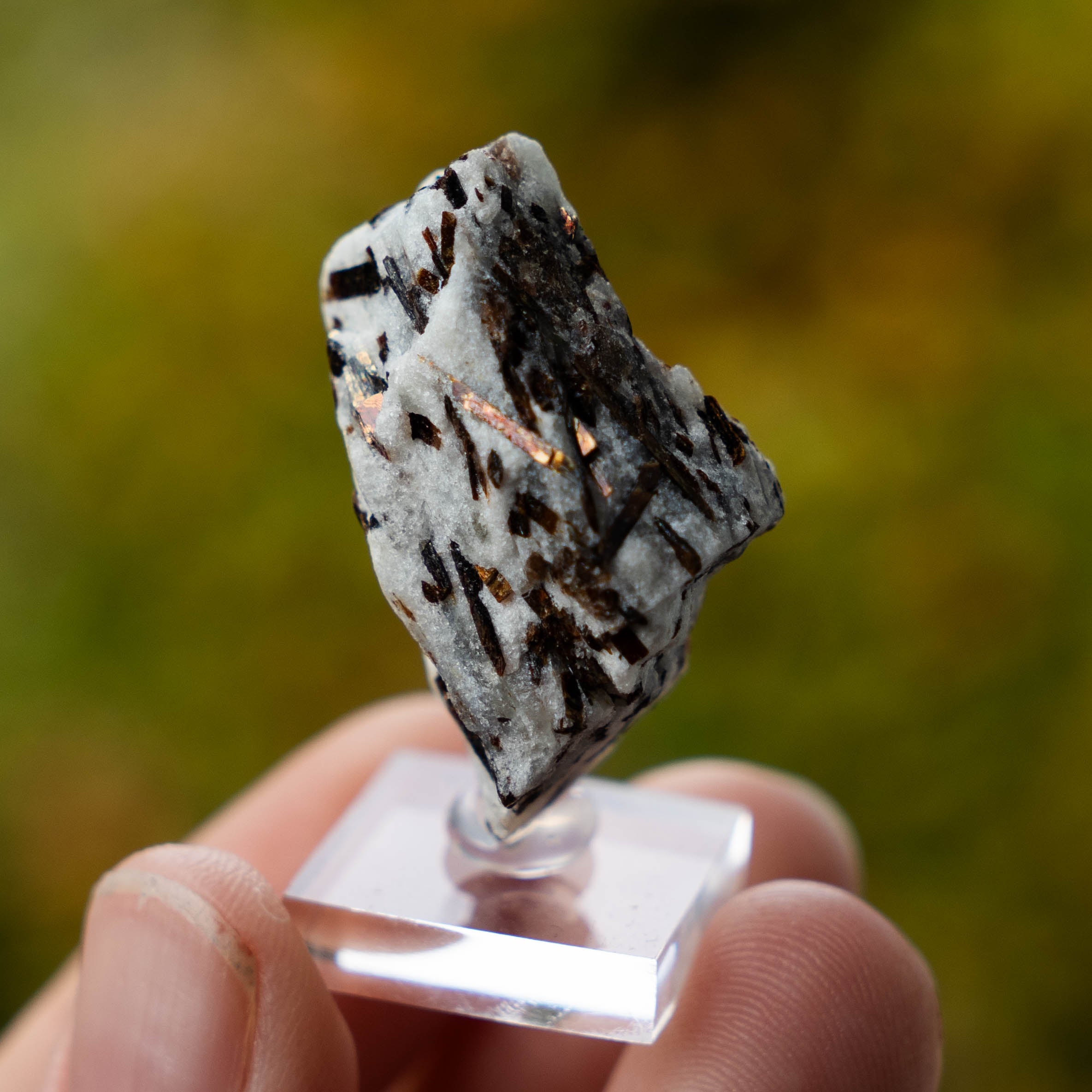 Astrofylliet kola rusland