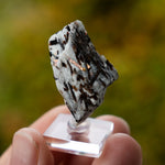 Astrofylliet kola rusland