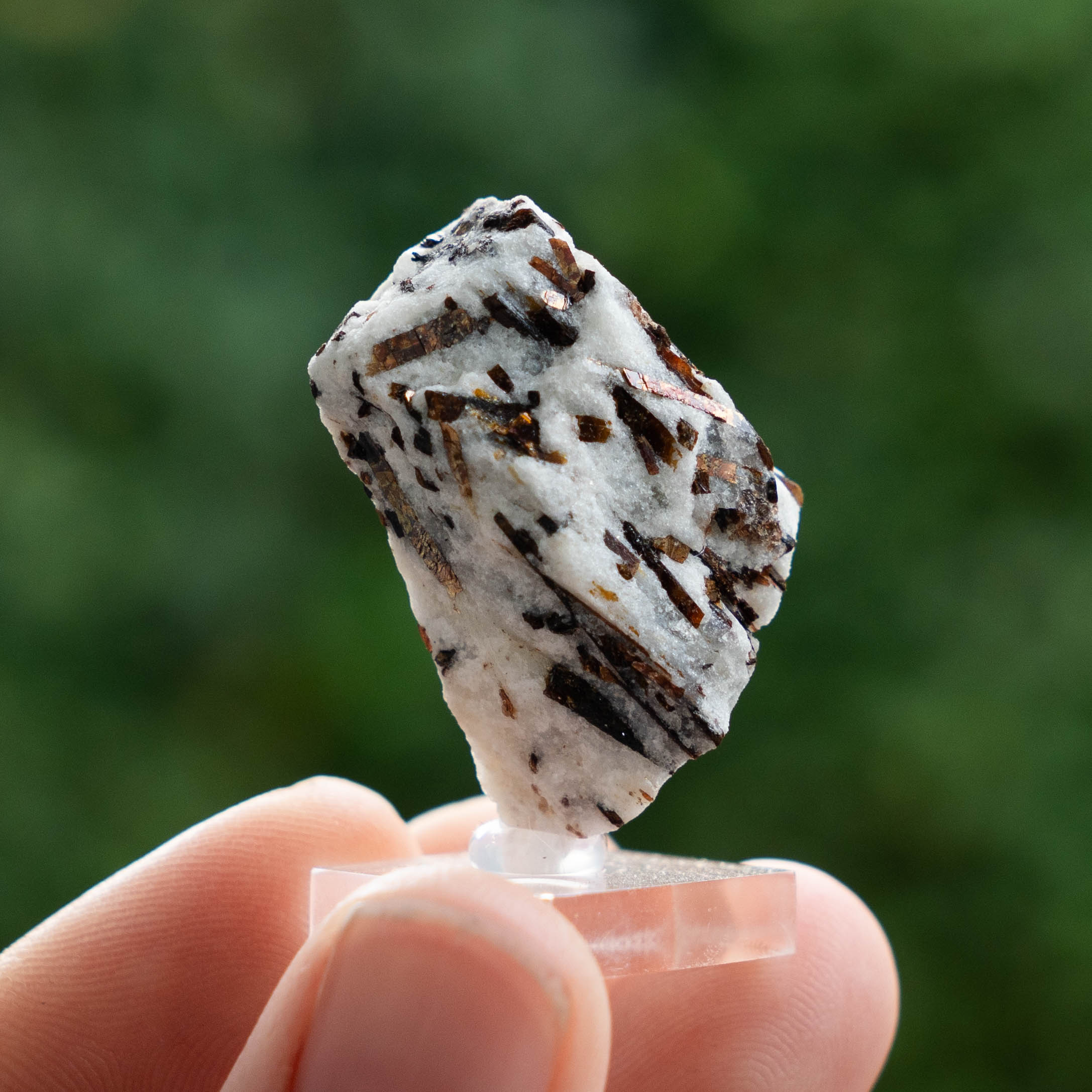 Astrofylliet kola rusland