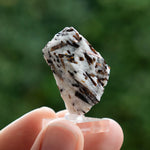 Astrofylliet kola rusland