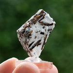 Astrofylliet kola rusland