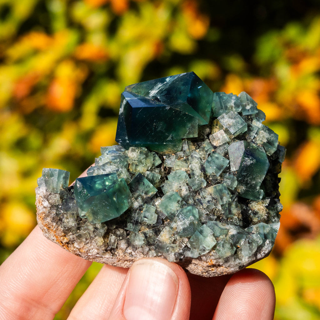 fluoriet diana maria pocket42