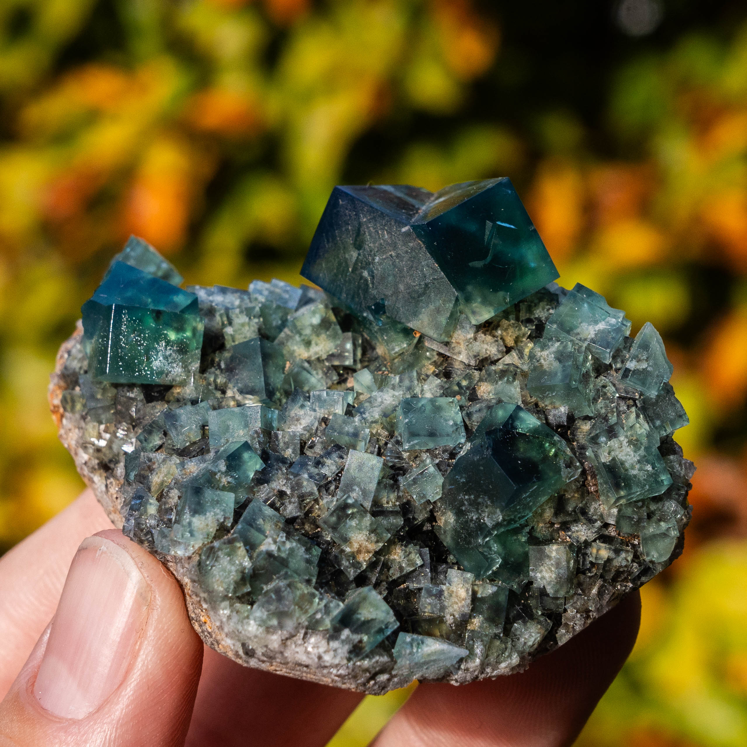 fluoriet diana maria pocket42