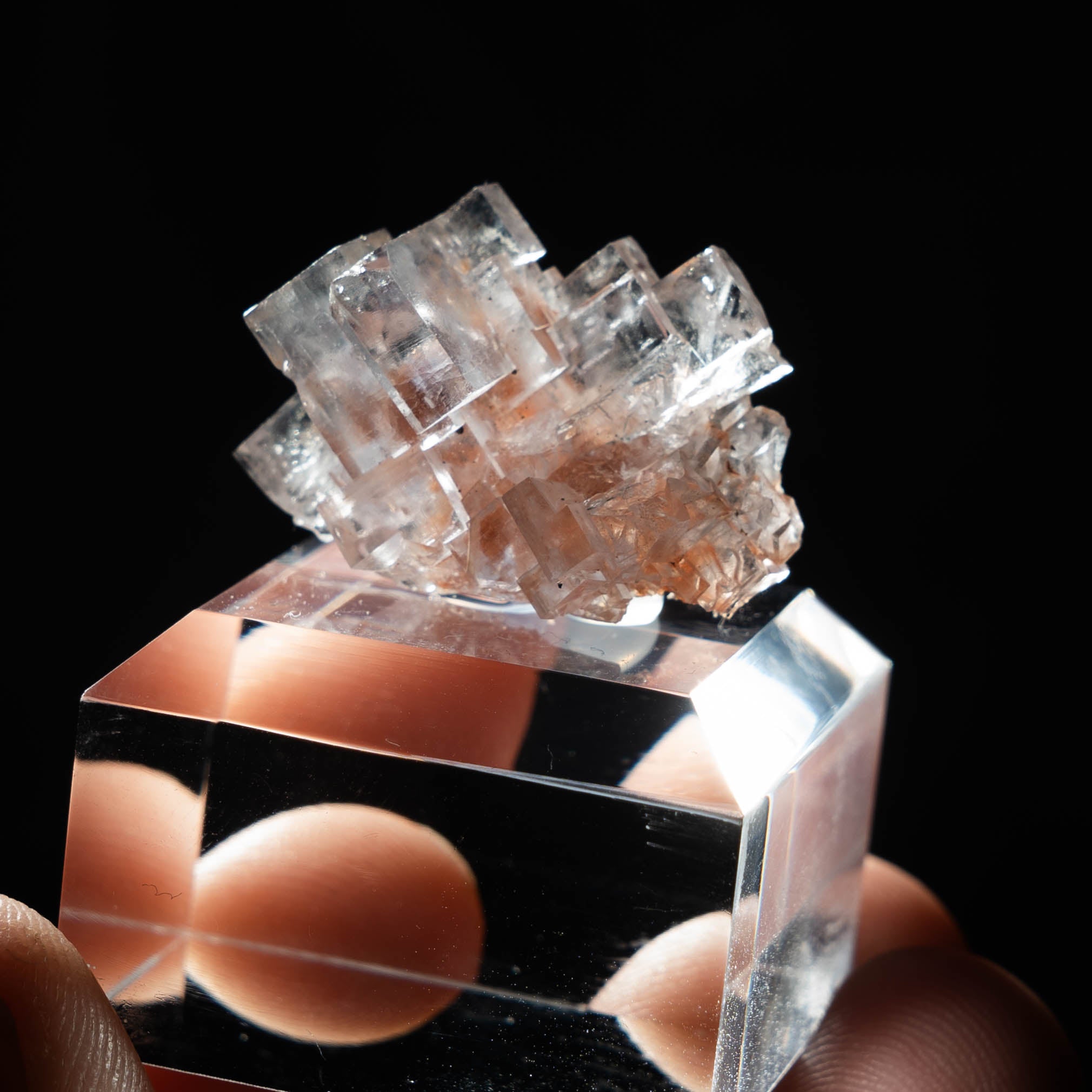 fluoriet clara duitsland