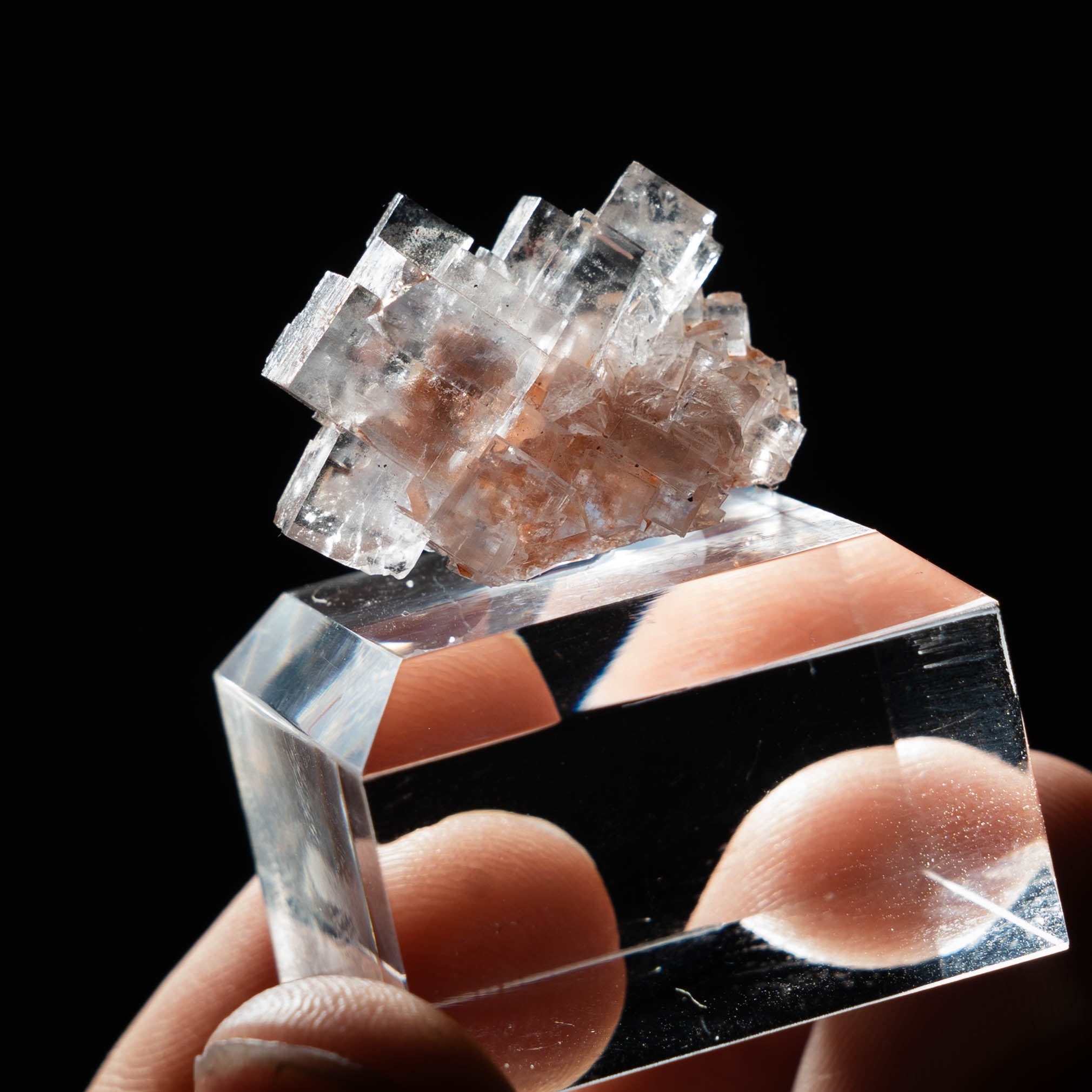 fluoriet clara duitsland