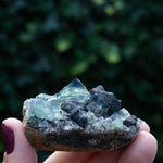 fluoriet diana maria