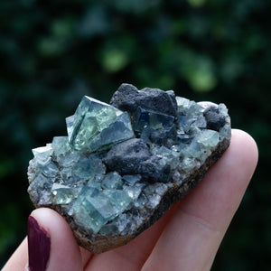 fluoriet diana maria