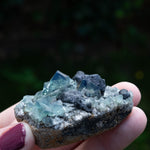 fluoriet diana maria