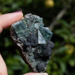 fluoriet diana maria