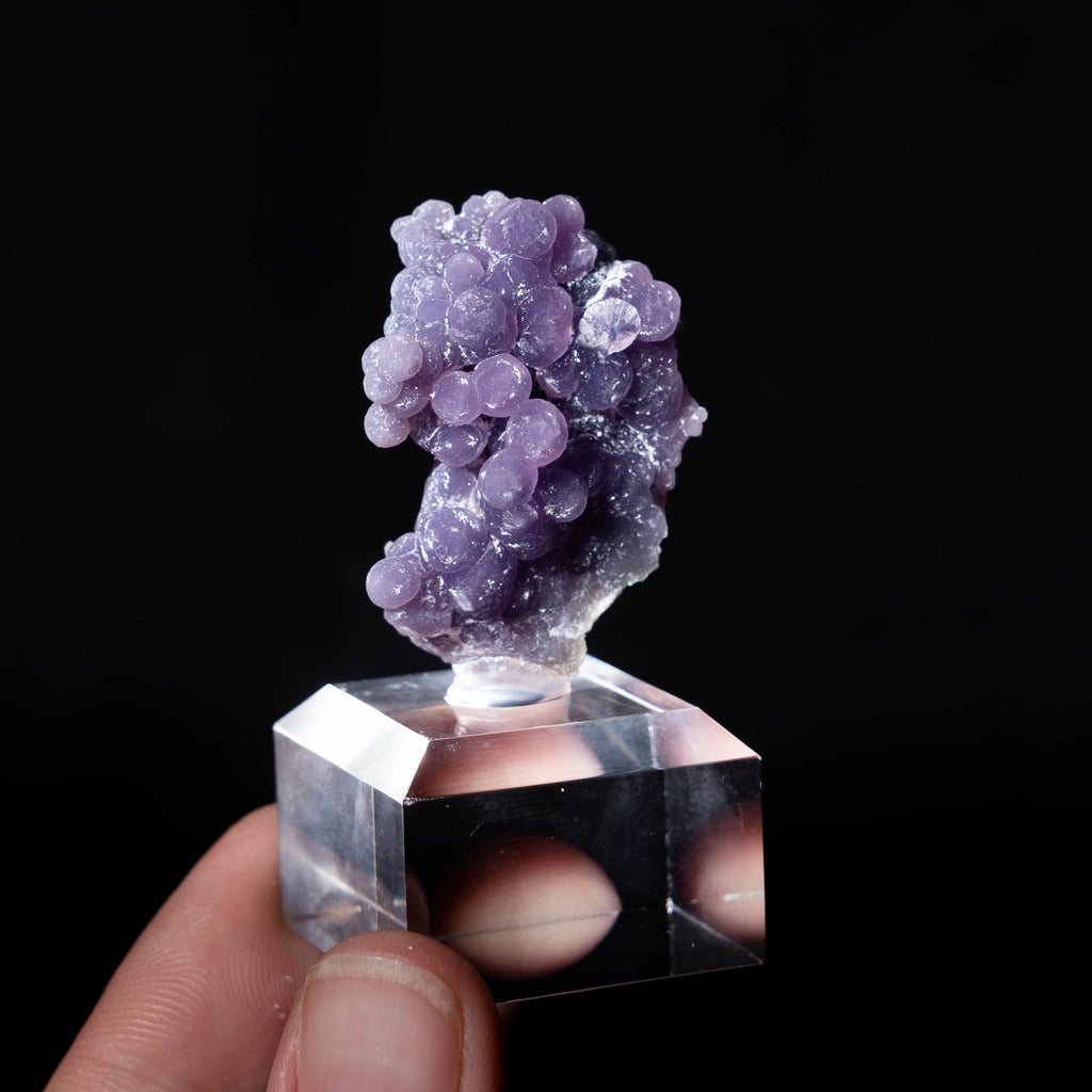 druifagaat indonesië