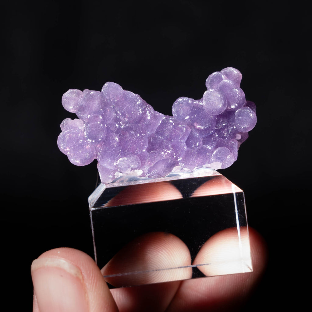 druifagaat indonesië