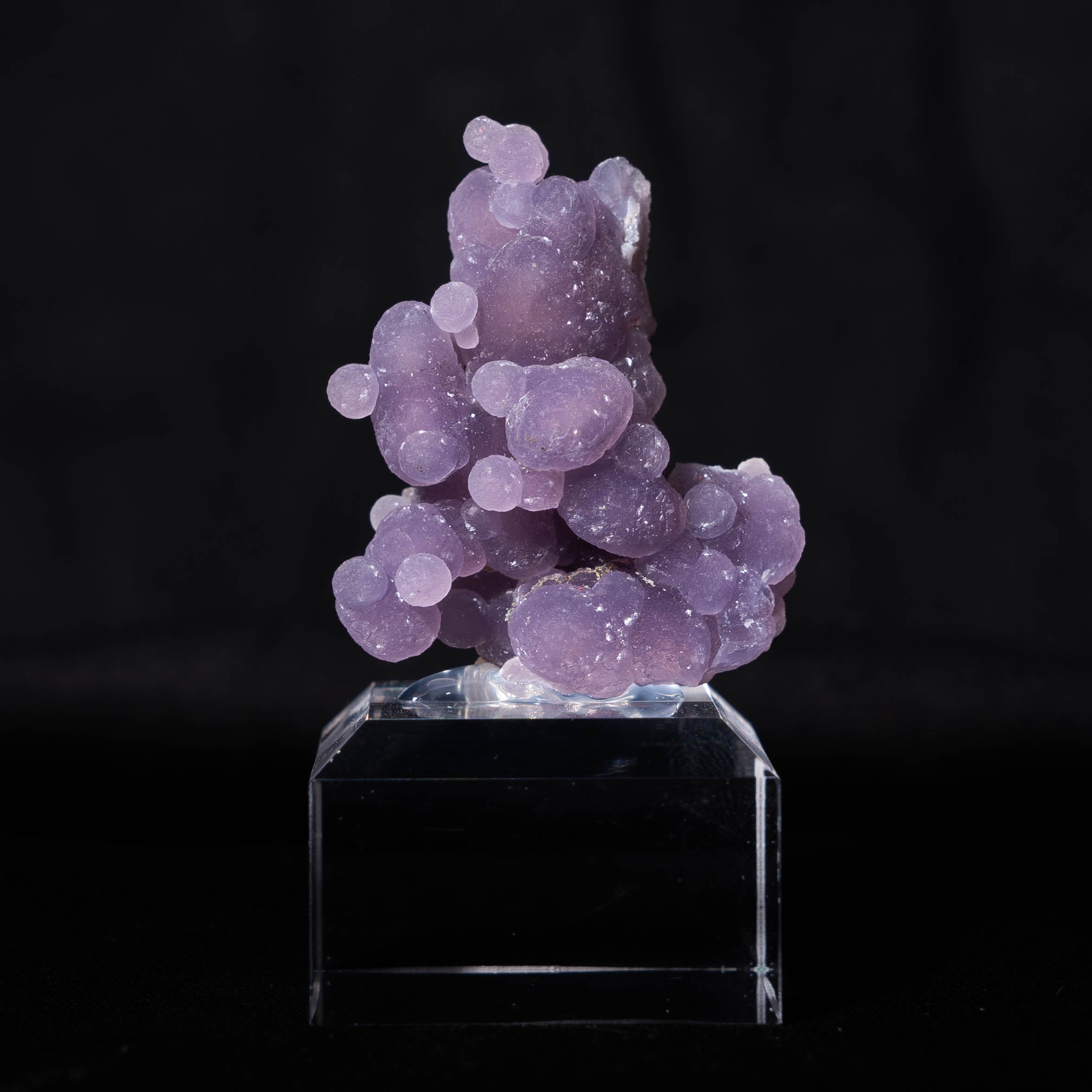 druifagaat indonesië