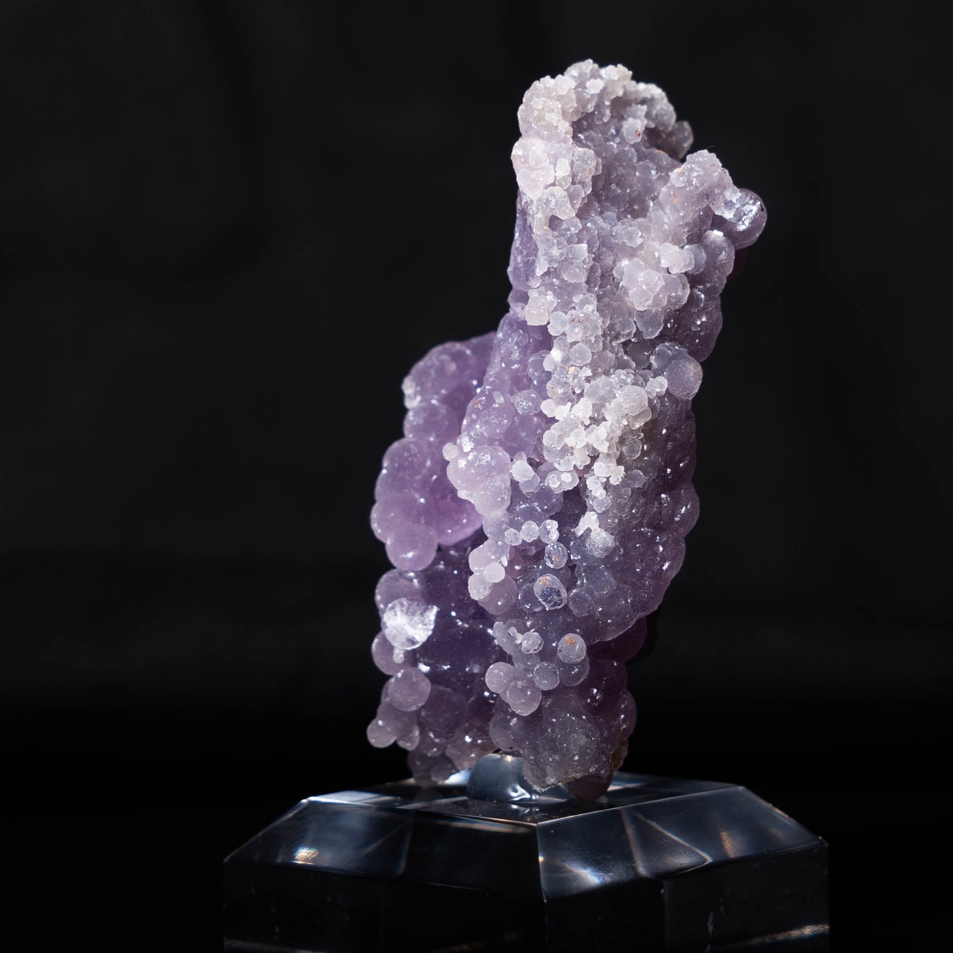 druifagaat indonesië