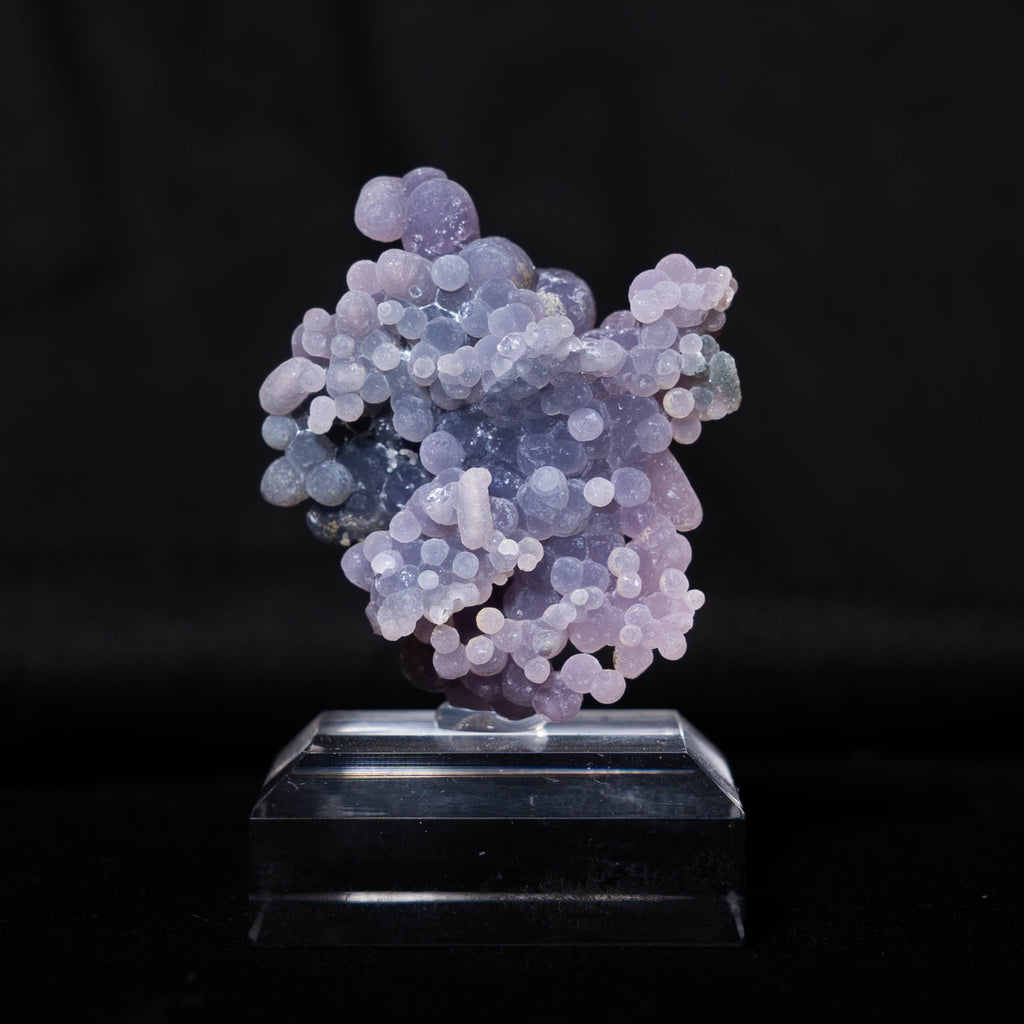 druifagaat indonesië