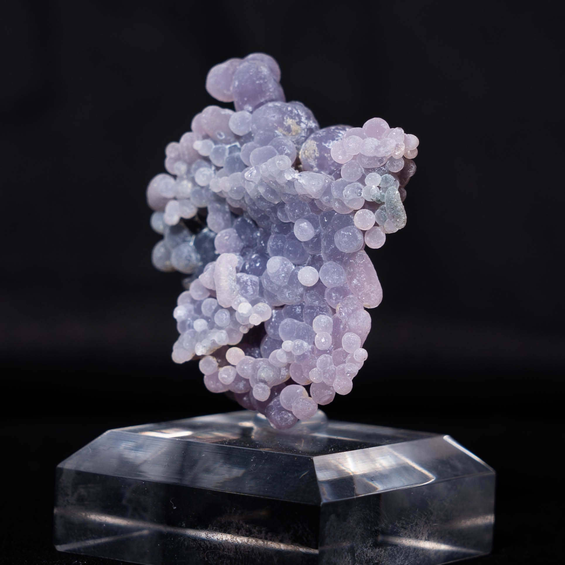 druifagaat indonesië