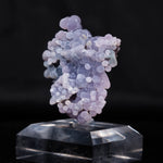 druifagaat indonesië