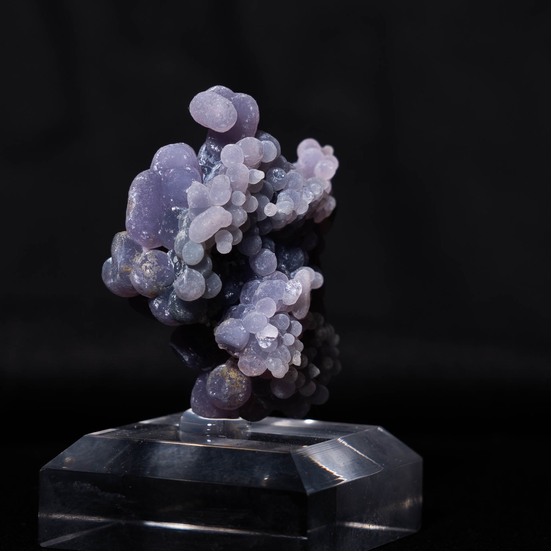 druifagaat indonesië